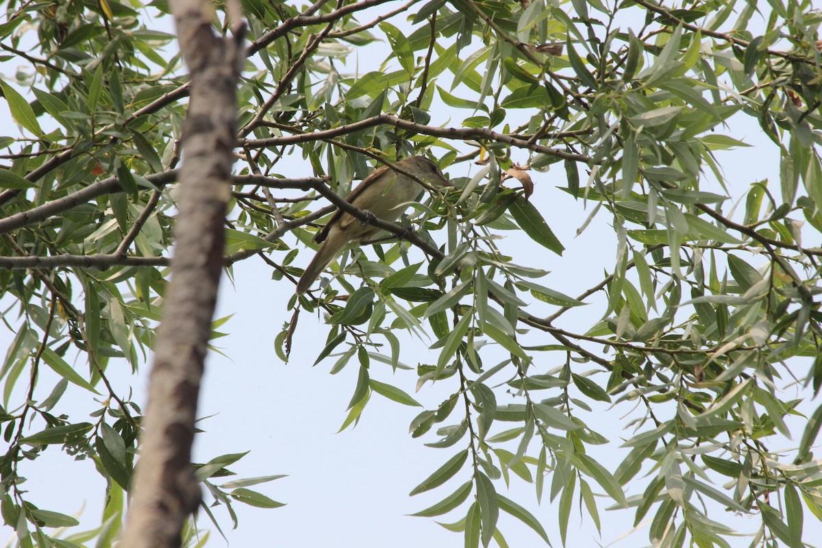 Oriental Reed Warbler - ML414767241