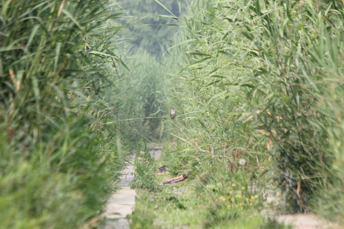 Oriental Reed Warbler - ML414767291