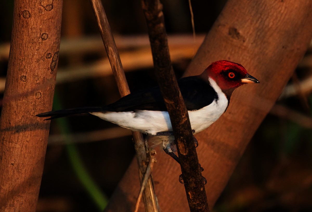 Red-capped Cardinal - ML414767461