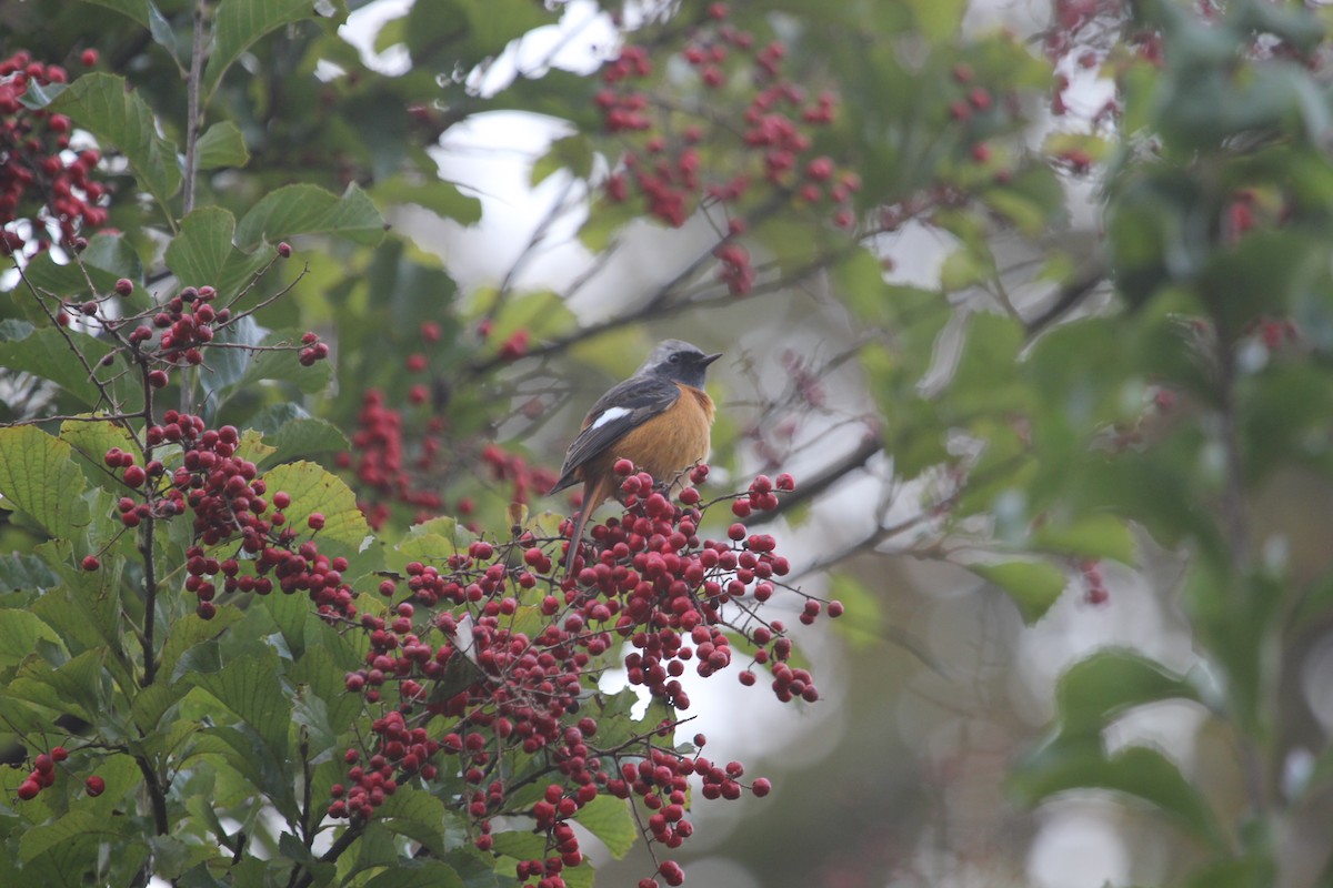 Daurian Redstart - ML414768041