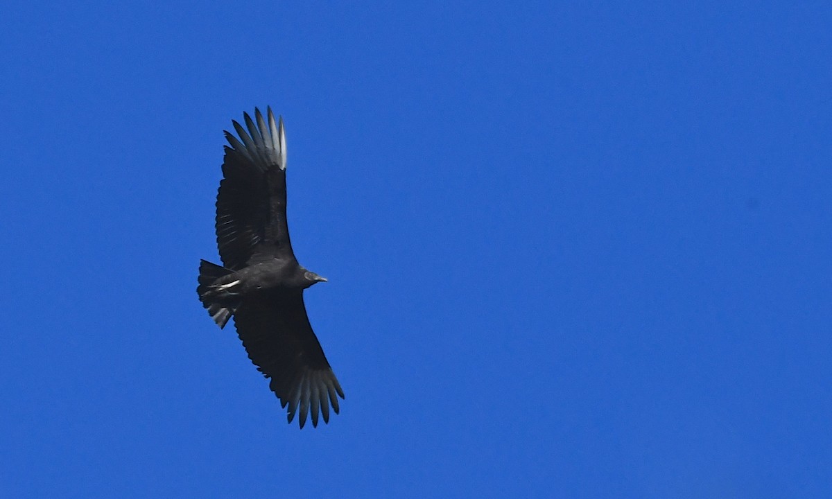 Black Vulture - Lou Horwitz