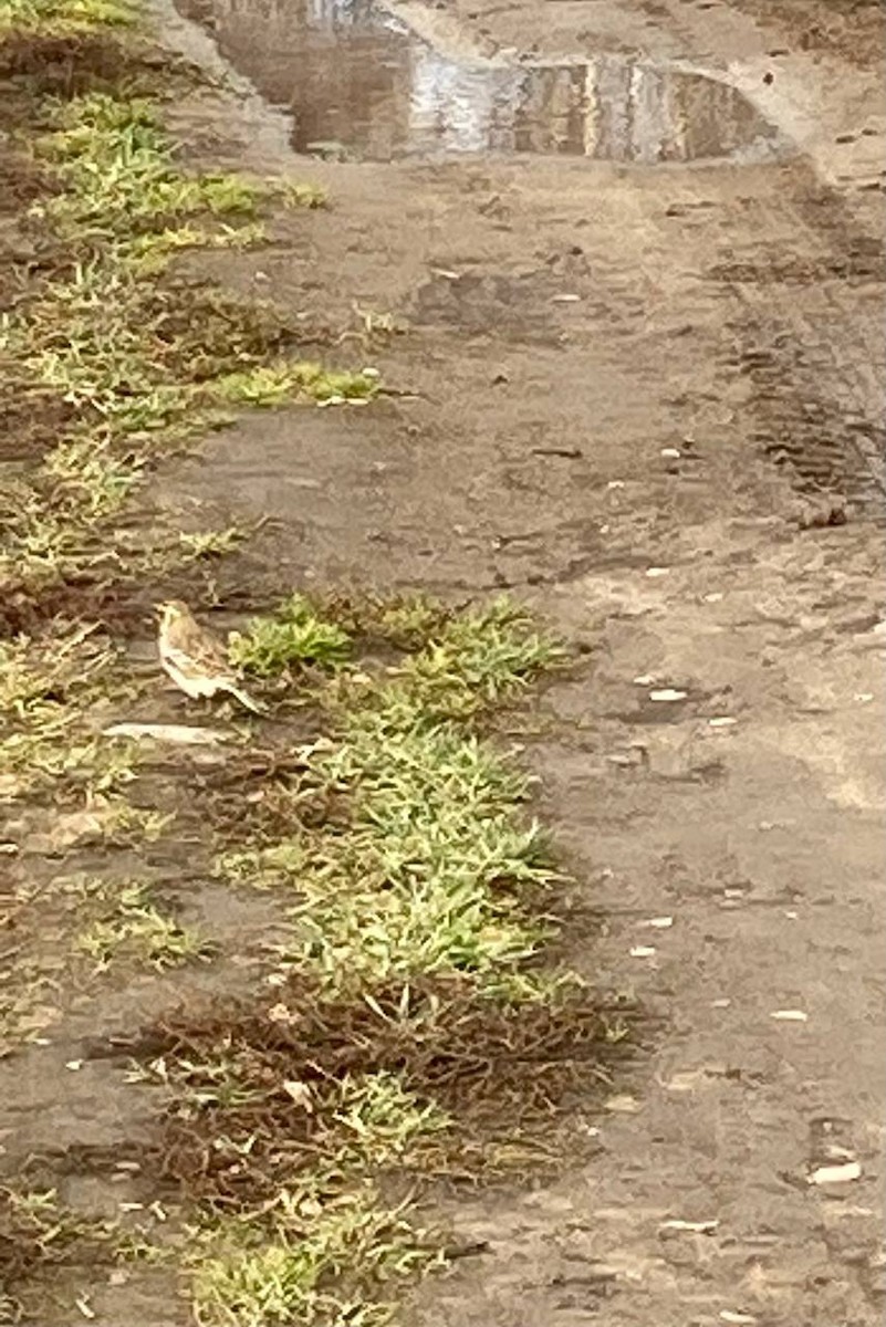 Horned Lark - ML414769191