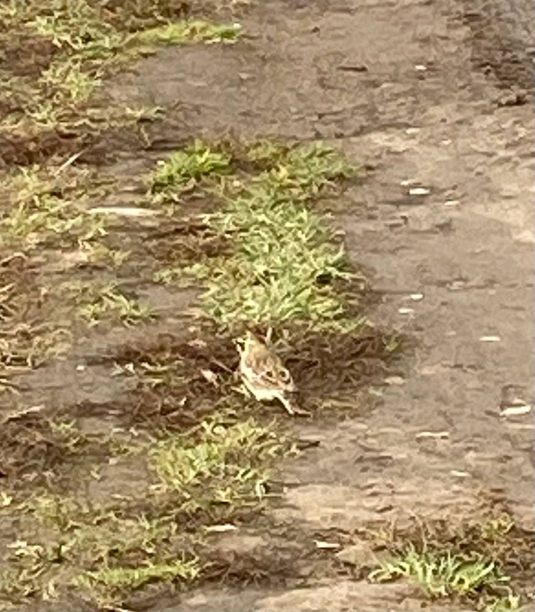 Horned Lark - ML414769211