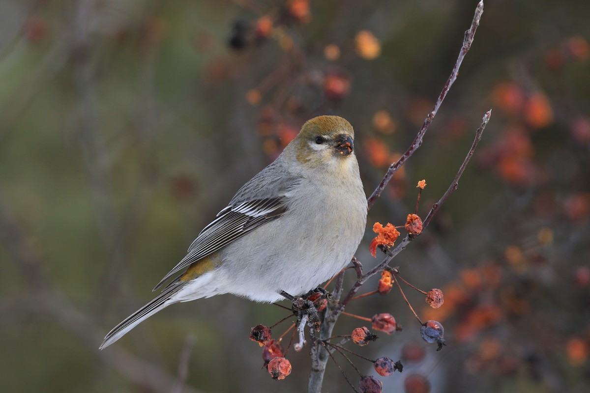 Pine Grosbeak - ML414770801