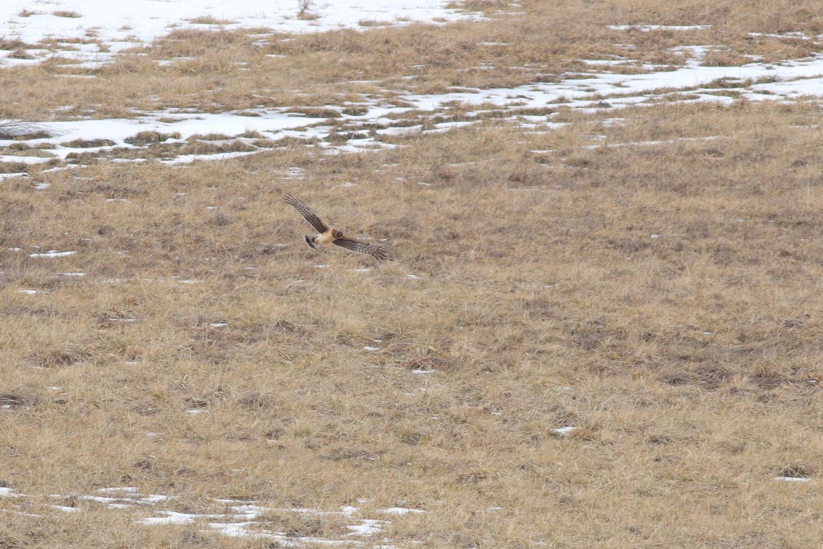 Northern Harrier - ML414771521