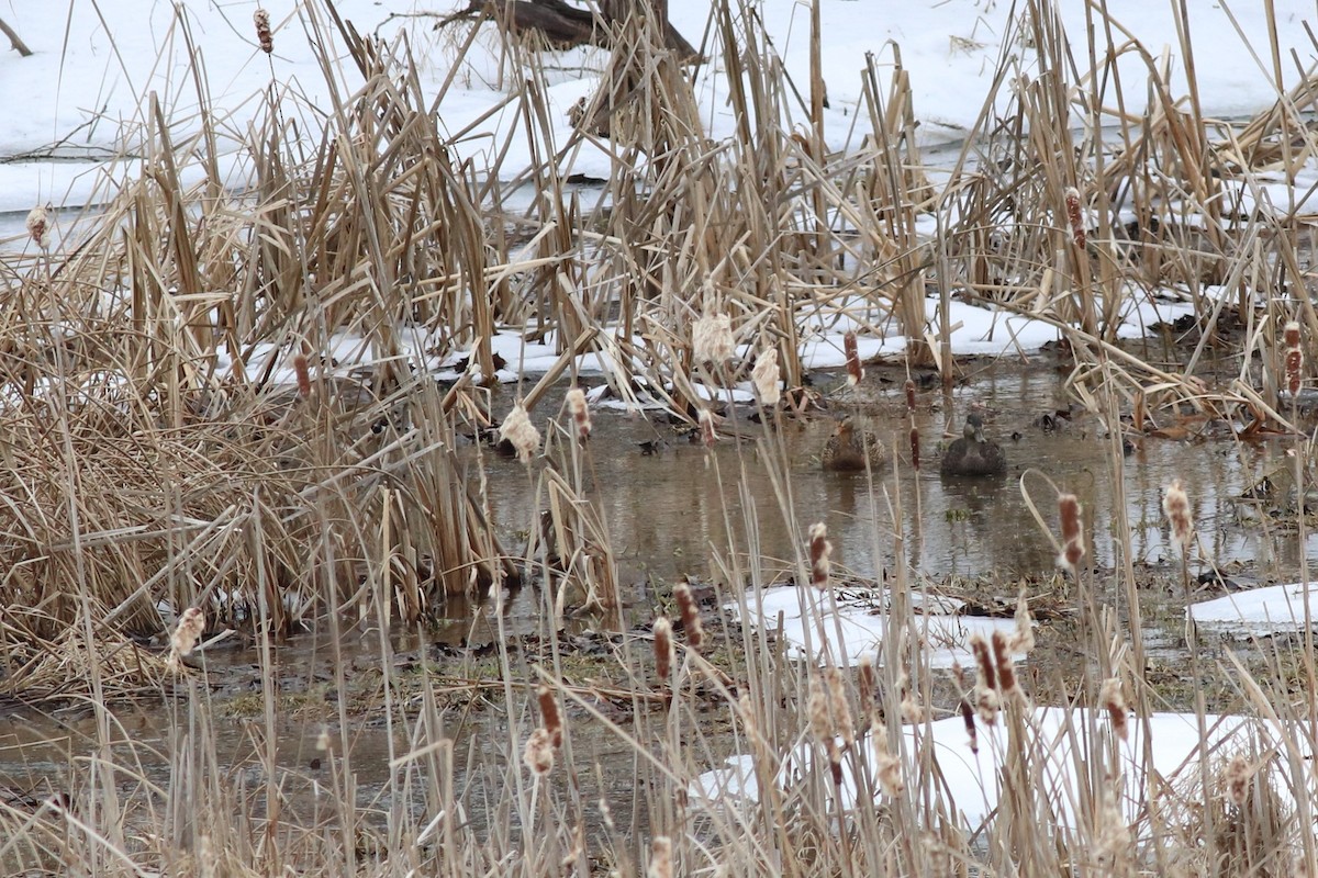 American Black Duck - ML414771751