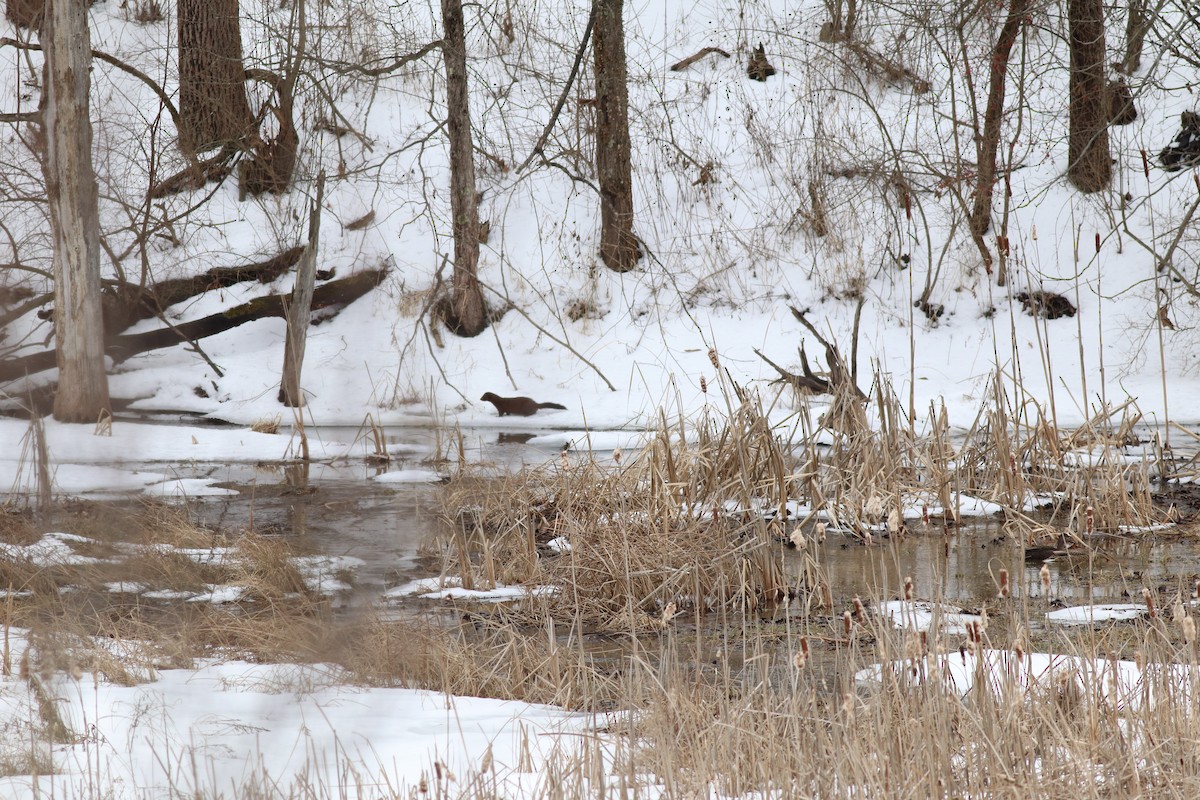 American Black Duck - ML414771791
