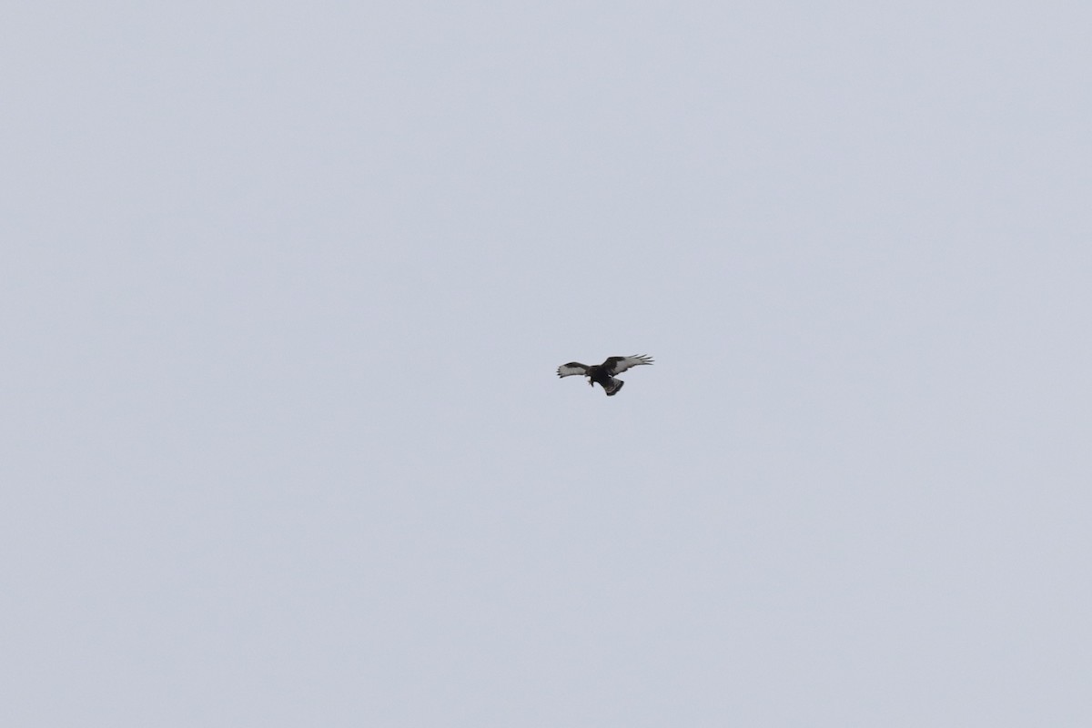 Rough-legged Hawk - ML414772001
