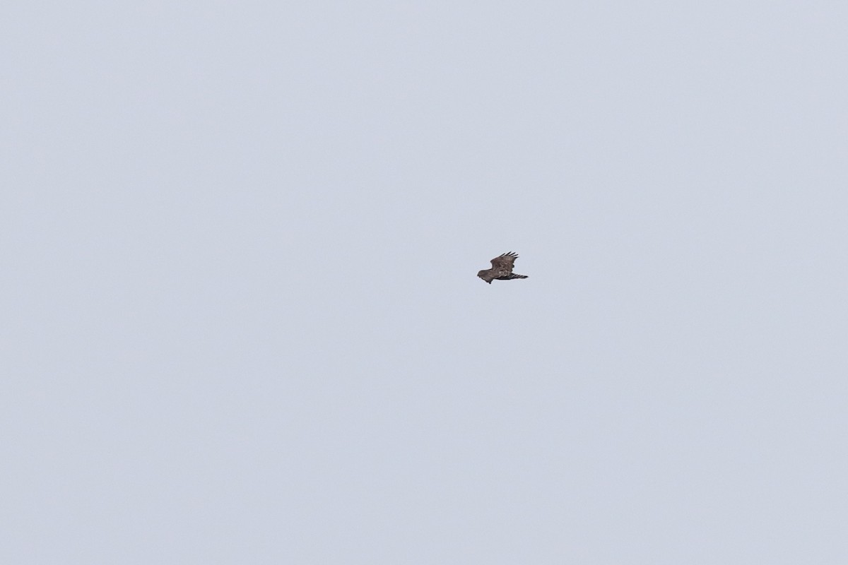 Rough-legged Hawk - ML414772021