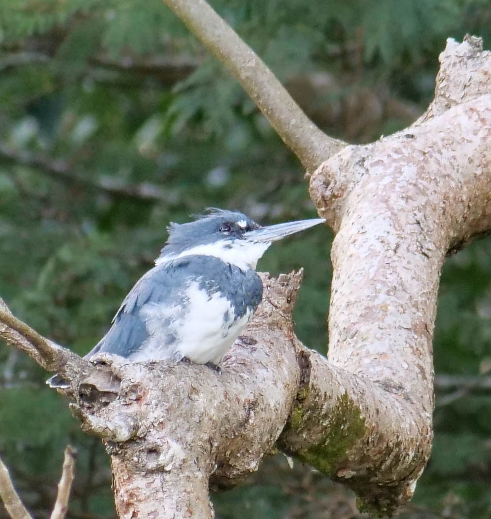 Belted Kingfisher - ML414772301