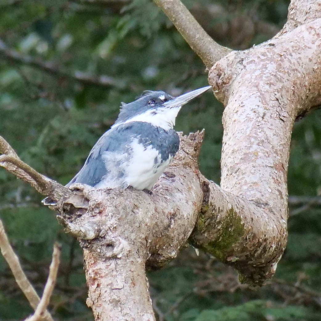 Belted Kingfisher - ML414772311