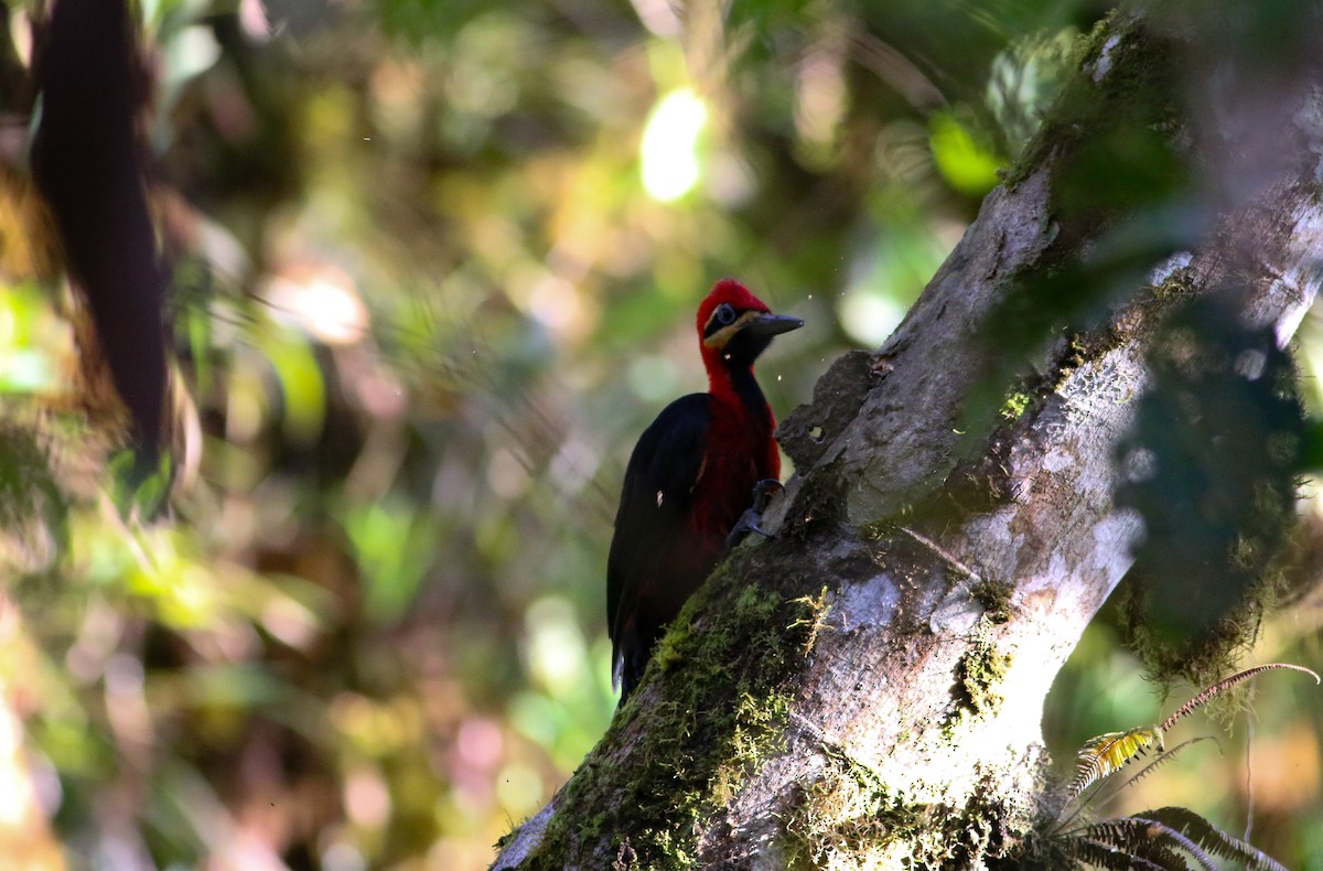 Crimson-bellied Woodpecker - ML414773111