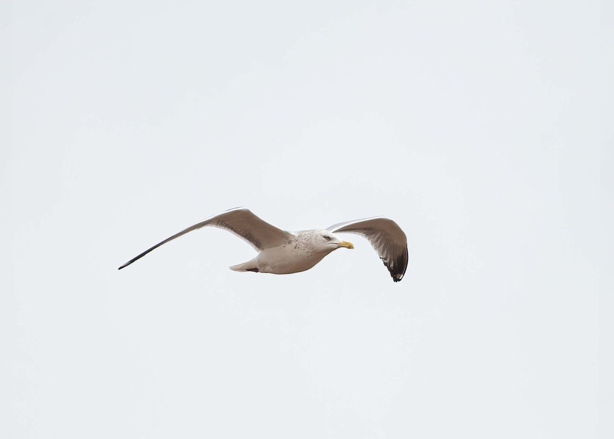 Gaviota Argéntea - ML414773991