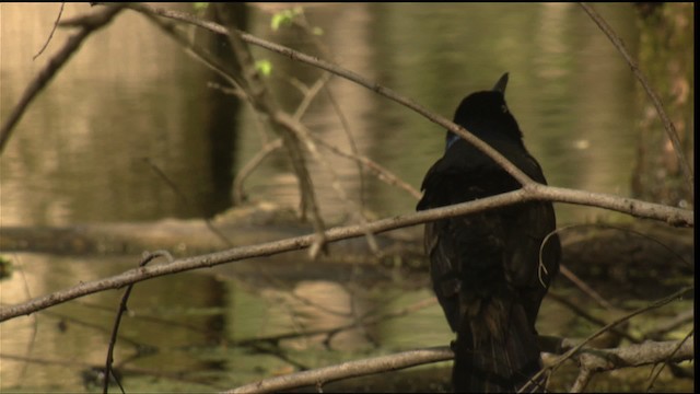 Common Grackle - ML414774