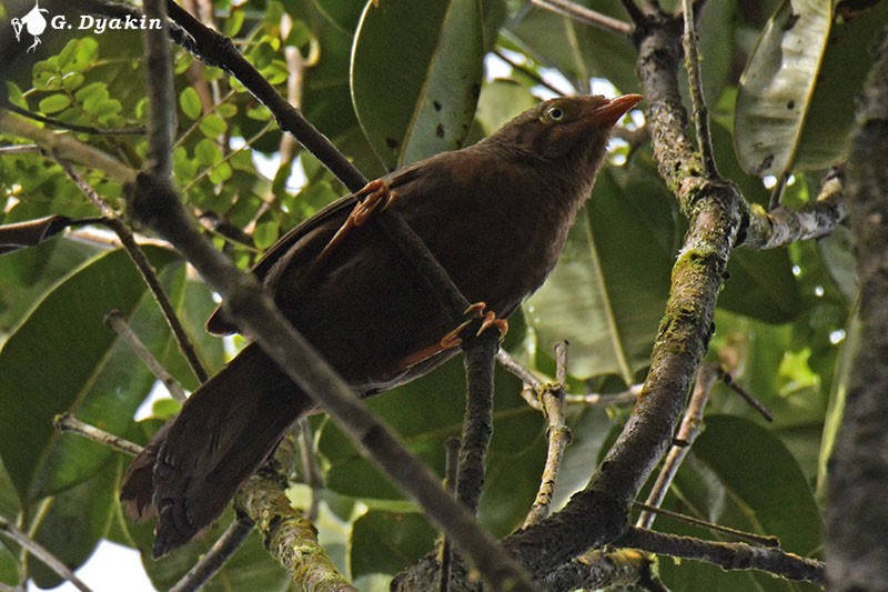 Orange-billed Babbler - Gennadiy Dyakin