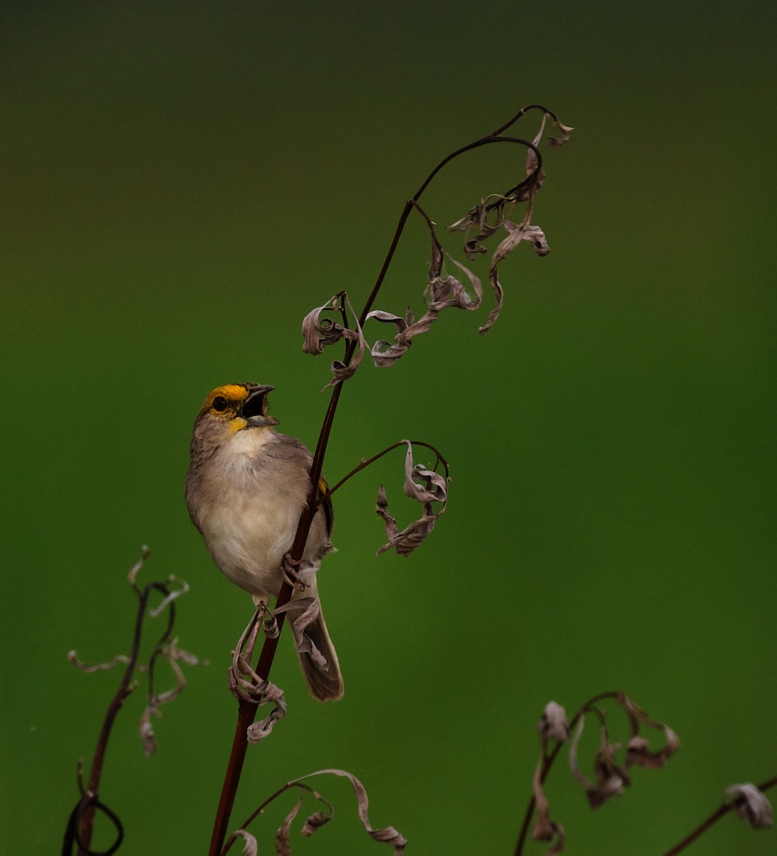 Yellow-browed Sparrow - David Ascanio