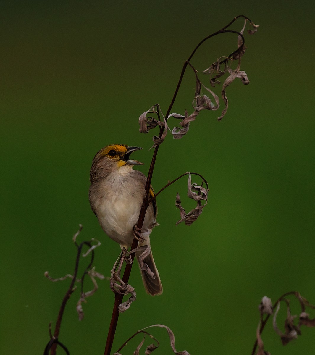 Yellow-browed Sparrow - David Ascanio