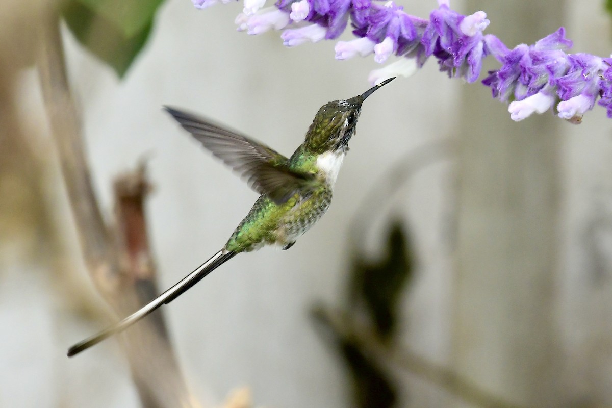 Peruvian Sheartail - ML414775291