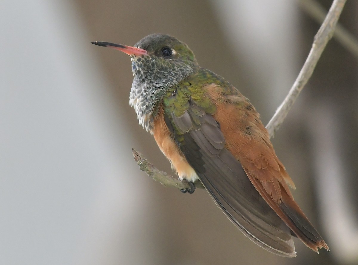 Amazilia Hummingbird - ML414775311