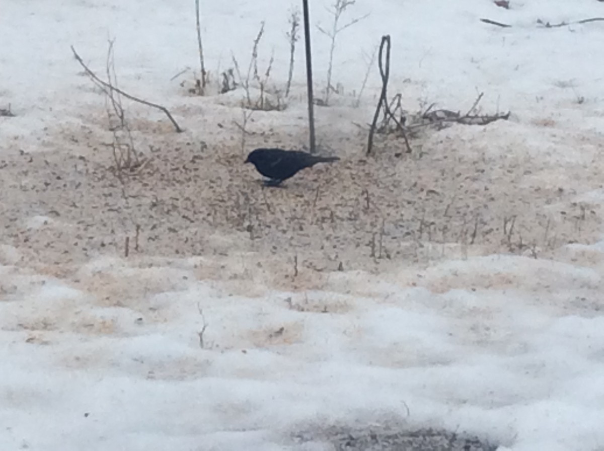 Red-winged Blackbird - ML414775331