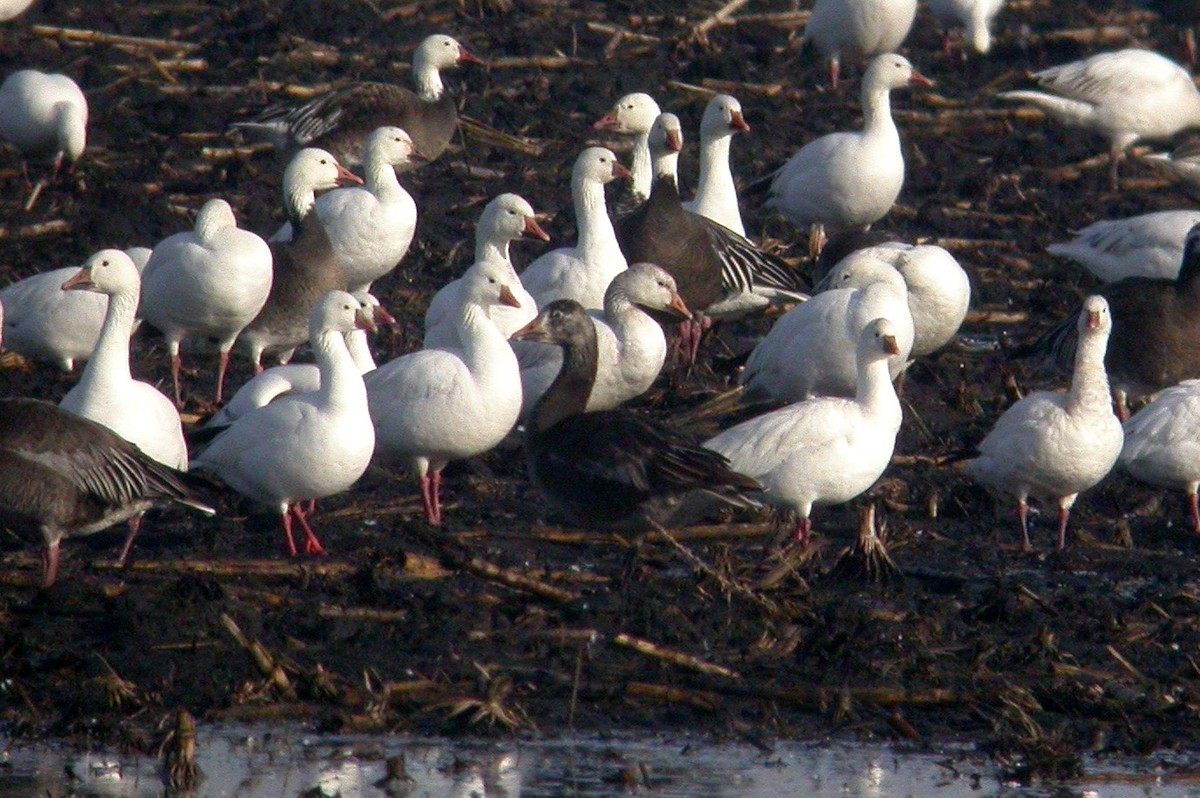 Ross's Goose - ML414777351