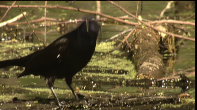 Common Grackle - ML414779