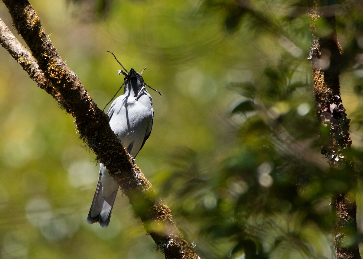 Large Cuckooshrike (Large) - ML414779961