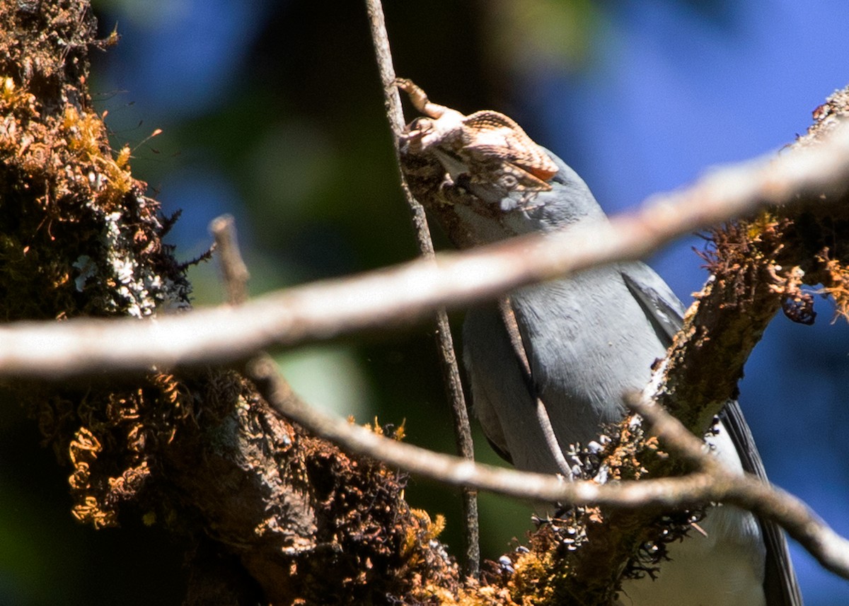 Large Cuckooshrike (Large) - ML414780001