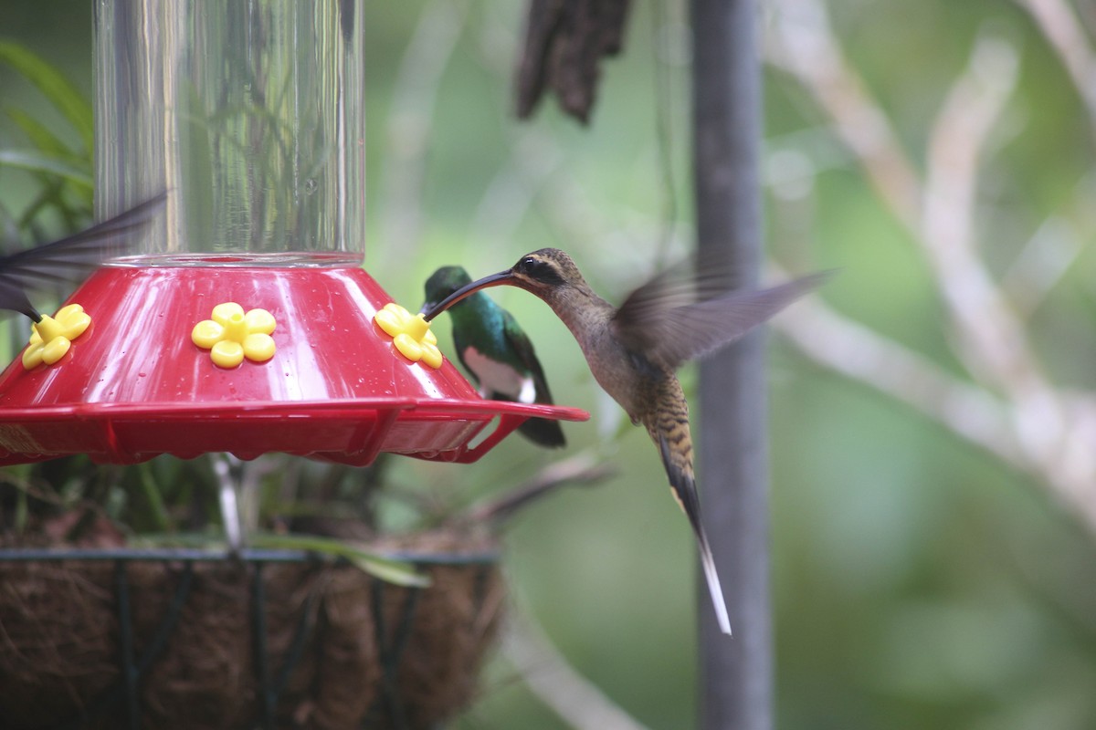 Длинноклювый колибри-отшельник - ML414782811