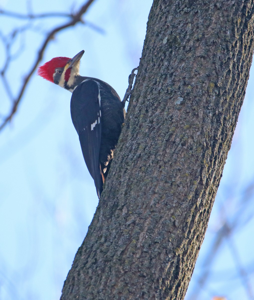 Pileated Woodpecker - Mark Nale