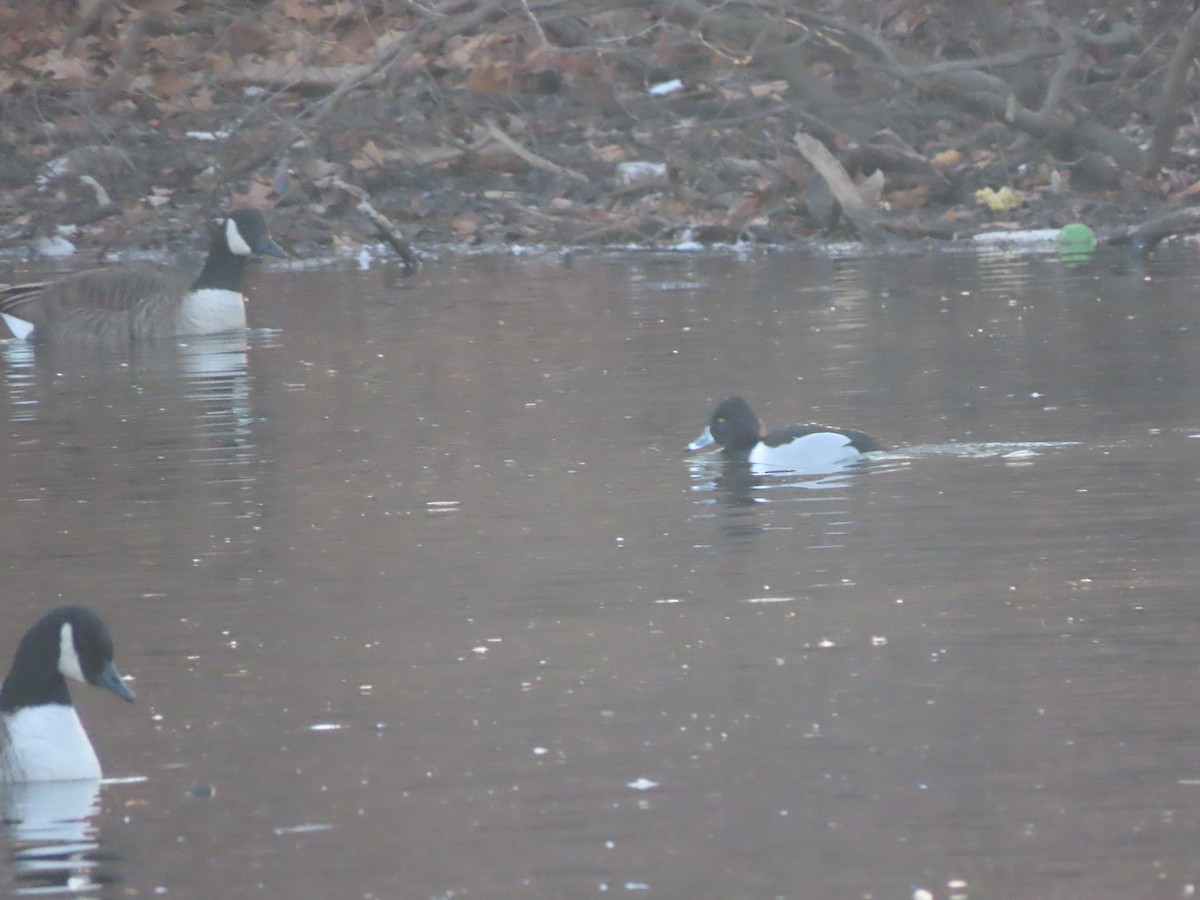 Ring-necked Duck - ML414783951