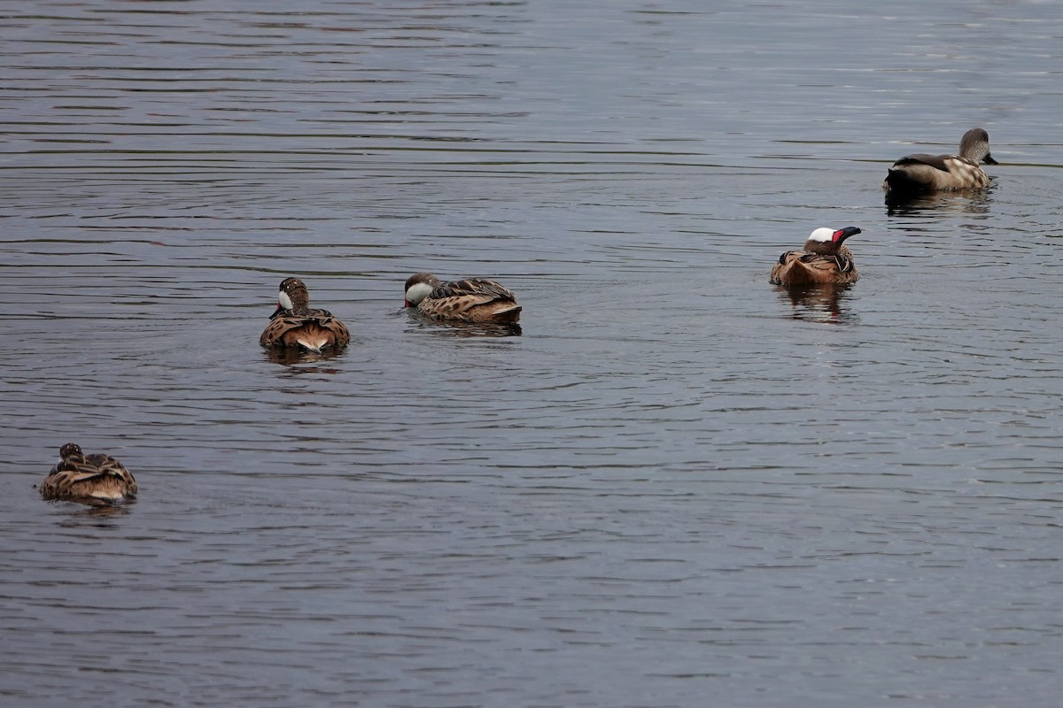 White-cheeked Pintail - ML414784991