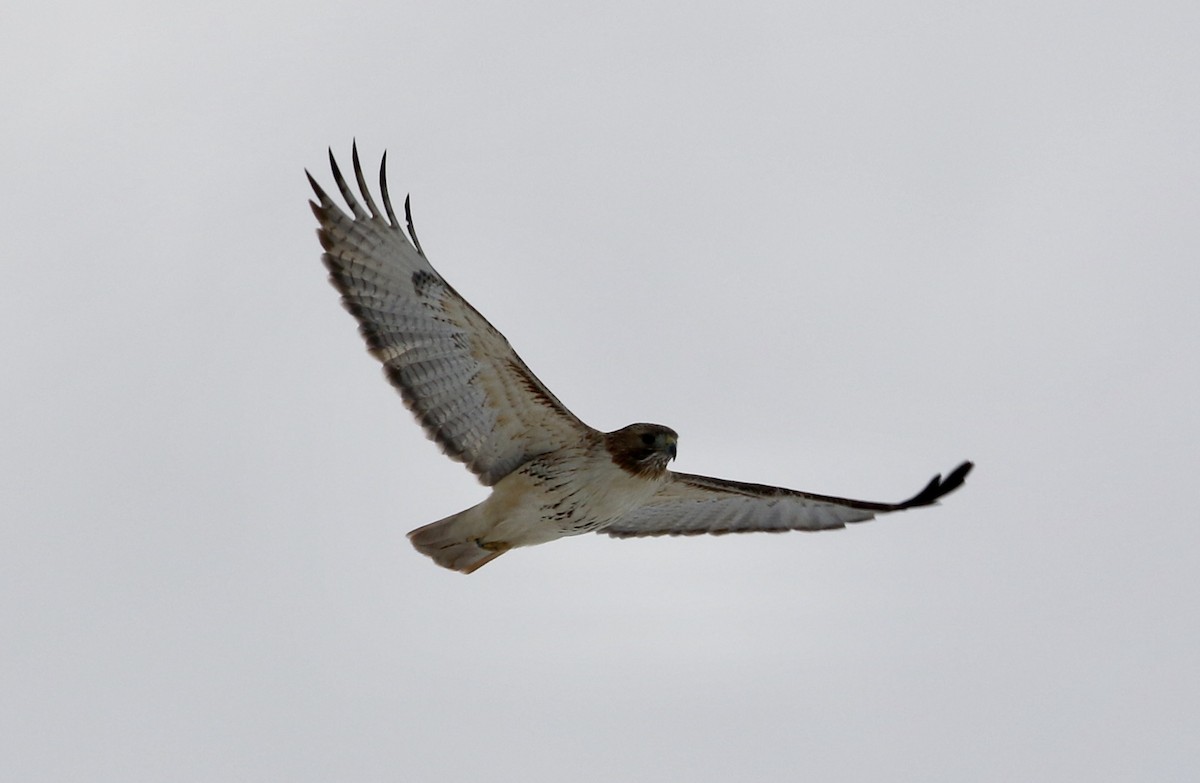 Red-tailed Hawk - Dan Gesualdo