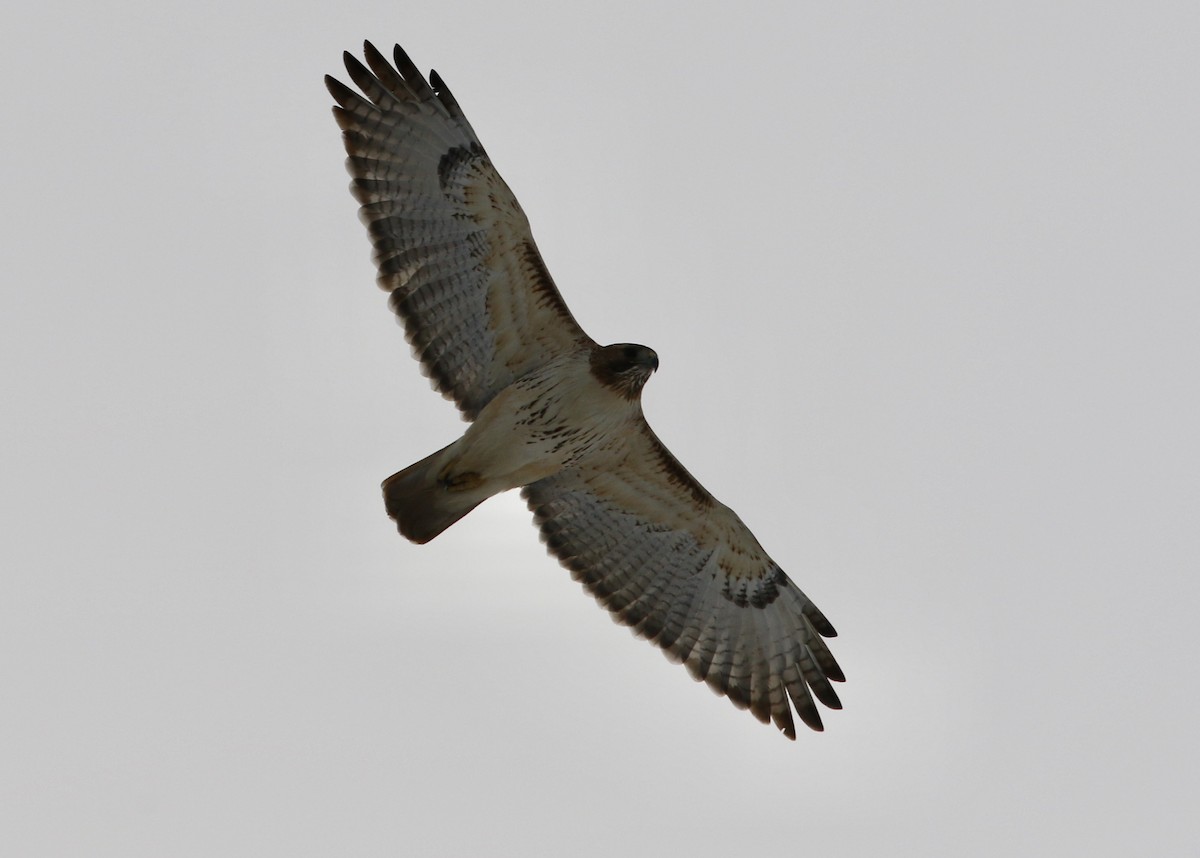 Red-tailed Hawk - ML414786071