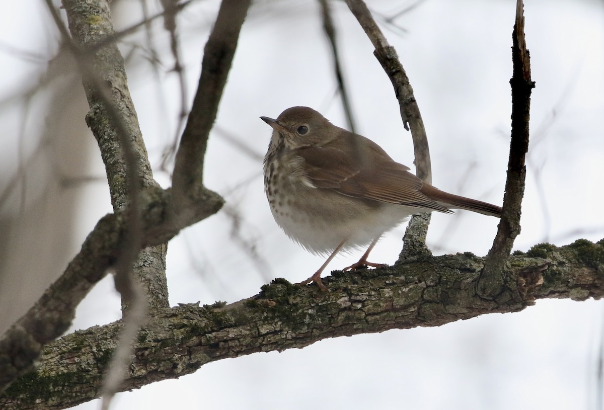 Hermit Thrush - ML414786081