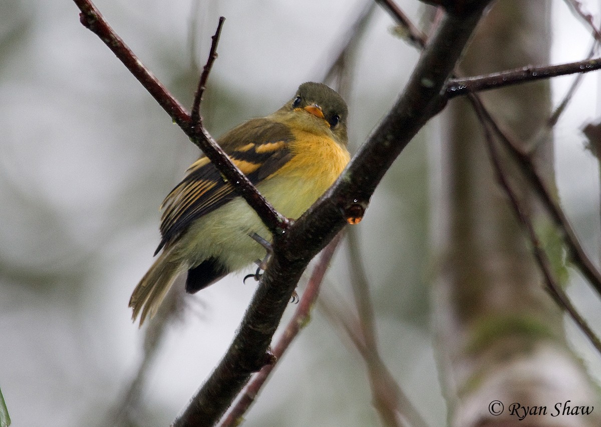 Handsome Flycatcher - ML414786711