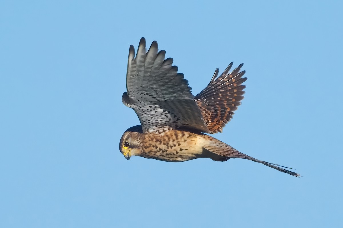 Eurasian Kestrel - Mario Vigo