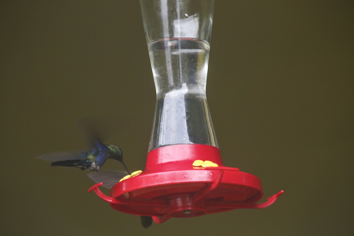 Violet-bellied Hummingbird - Philip Downey