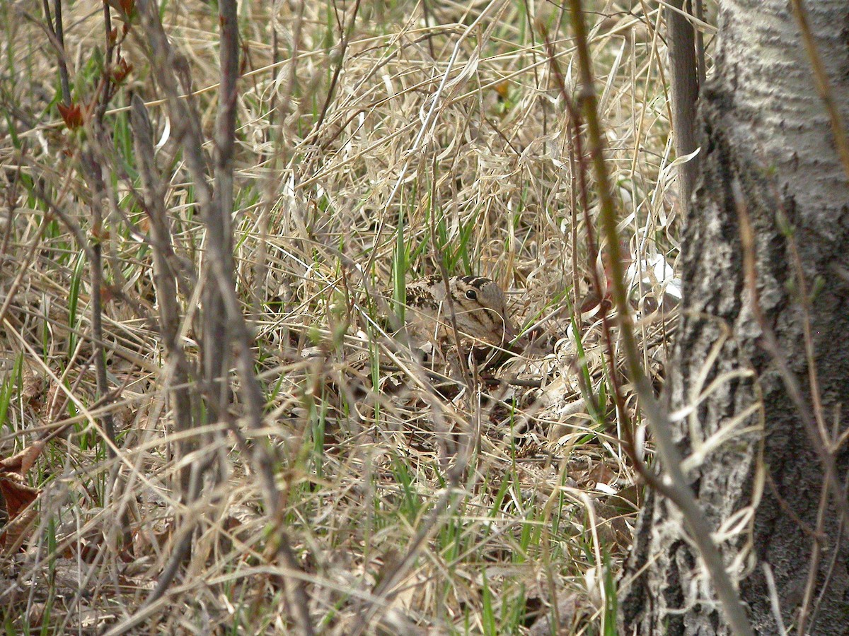 American Woodcock - ML414788211