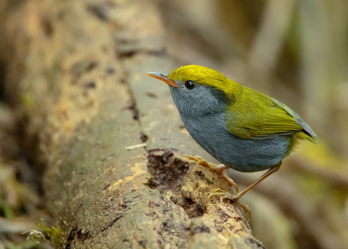 Slaty-bellied Tesia - Ayuwat Jearwattanakanok