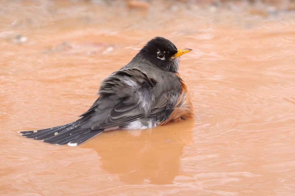 American Robin - ML414789771