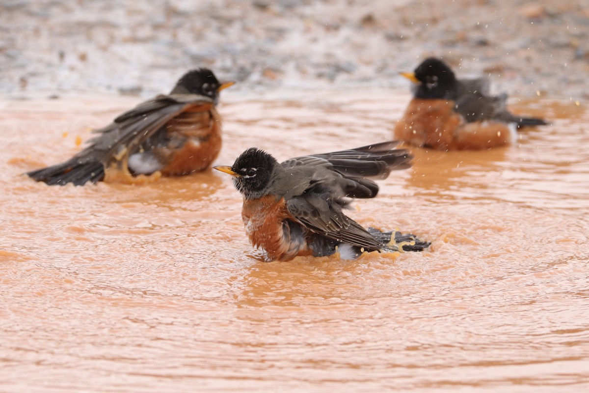 American Robin - ML414789781