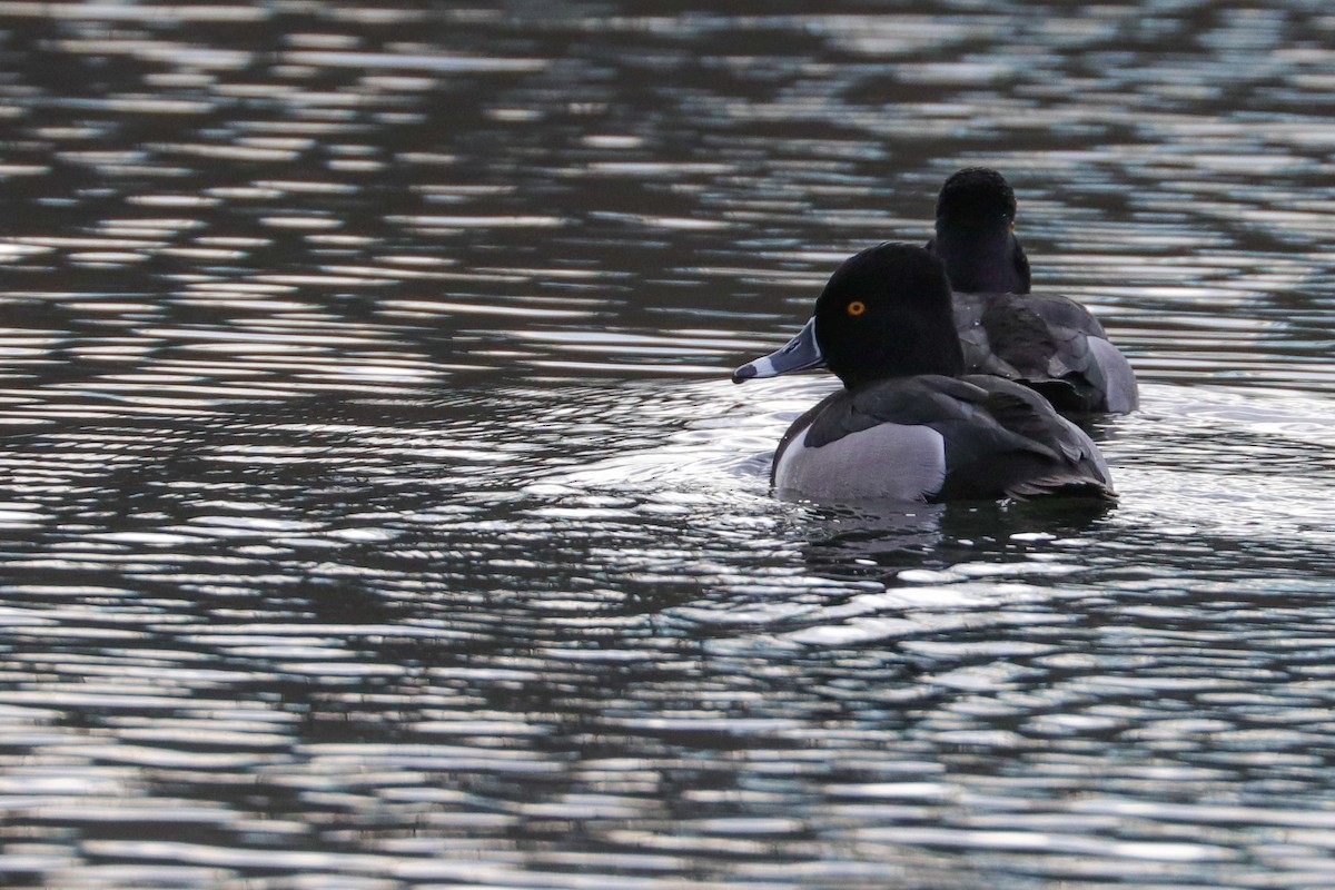 Ring-necked Duck - Martina Nordstrand