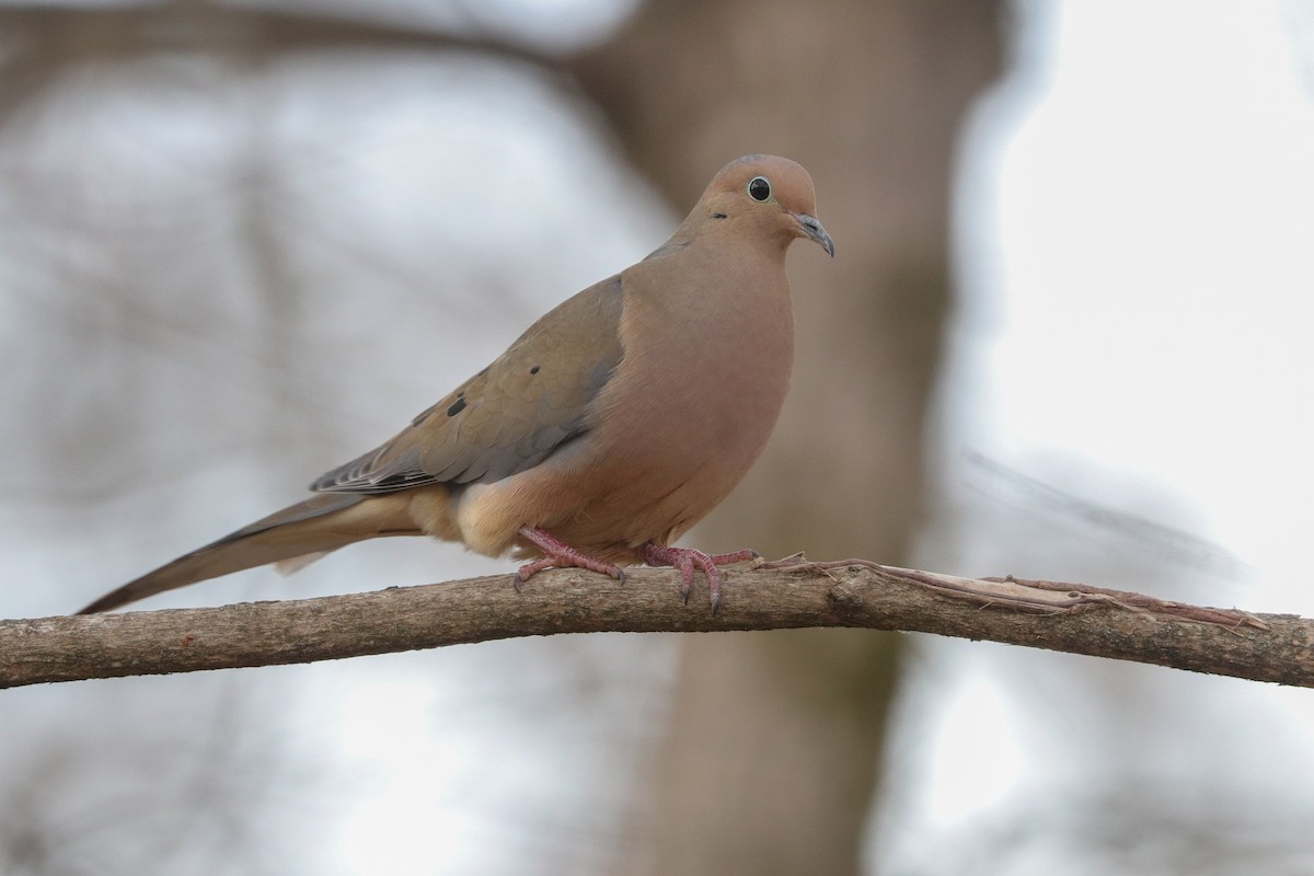 Mourning Dove - Martina Nordstrand