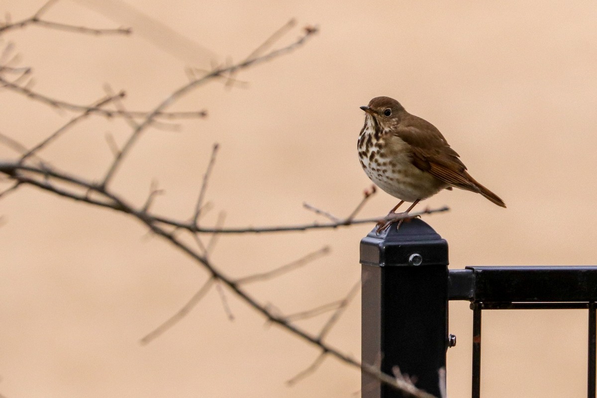 Hermit Thrush - Martina Nordstrand