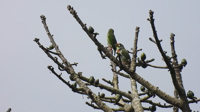 Malabar Barbet - ML414792341