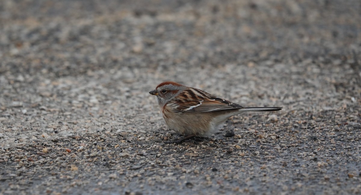 American Tree Sparrow - ML414793961