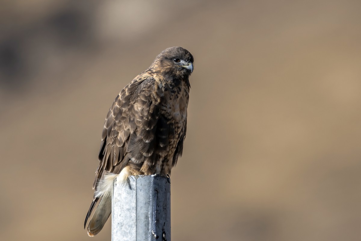 Upland Buzzard - ML414793981