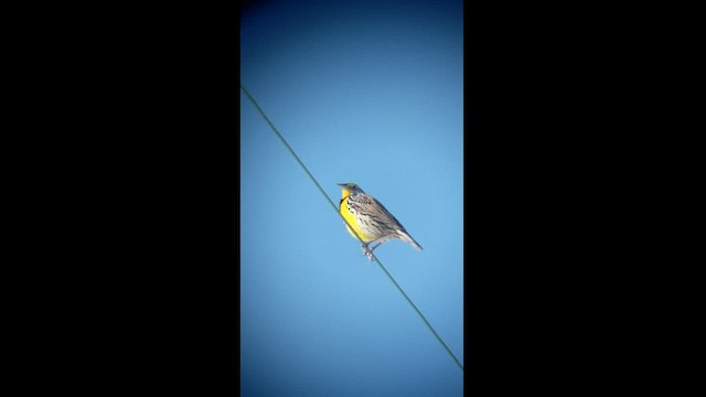 Eastern Meadowlark - ML414795911