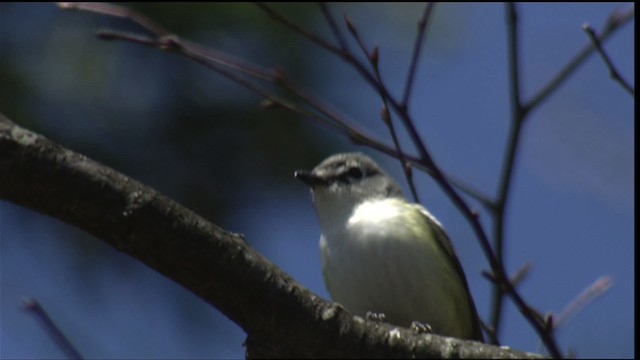 Blue-headed Vireo - ML414796